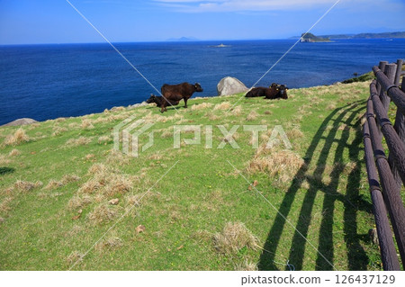 [Saga Prefecture] Suginohara Pasture on a sunny day 126437129