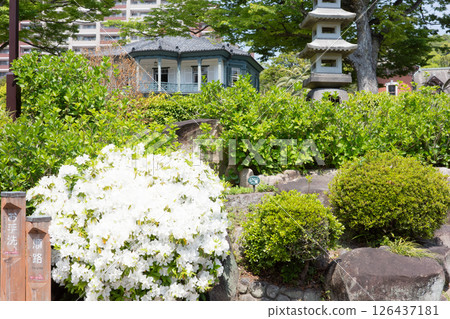 Spring in Kobe, Japan - Azaleas in full bloom in the Japanese garden of Sorakuen and the former Hassam House Spring in Kobe, Japan - Azaleas in full bloom in the Japanese garden of Sorakuen and the former Hassam House 126437181
