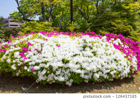 Azaleas in full bloom at Sorakuen Japanese Garden in Kobe city in spring Azaleas in full bloom at Sorakuen Japanese Garden in Kobe city in spring 126437185