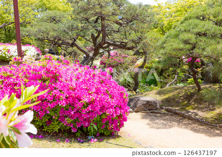 Azaleas in full bloom at Sorakuen Japanese Garden in Kobe city in spring Azaleas in full bloom at Sorakuen Japanese Garden in Kobe city in spring 126437197