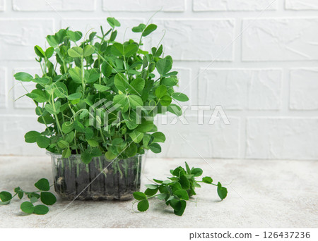 Fresh pea microgreens growing in transparent plastic container on kitchen table Fresh pea microgreens growing in transparent plastic container on kitchen table 126437236
