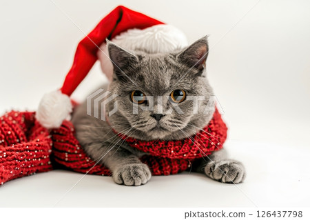 Happy cat in red Christmas hat and knitted scarf isolated on white background. Christmas Cat. Pet Xmas costume. Beautiful beige british Kitten in Santa Claus hat waiting for holidays. Happy New Year 126437798