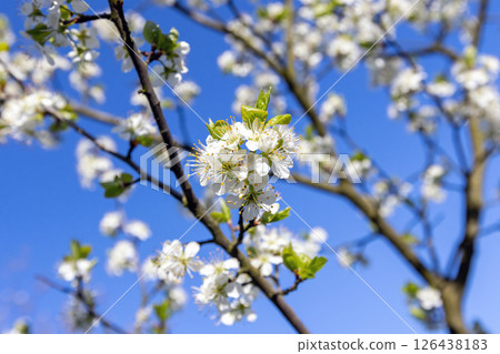 Branches of a tree adorned with white blossoms in full bloom Branches of a tree adorned with white blossoms in full bloom 126438183