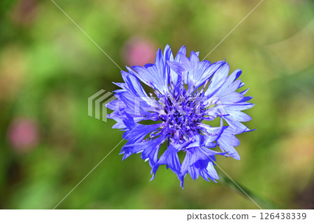 Yagurumagiku(Yagurugiku) Yagurumagiku(Yagurugiku) 126438339