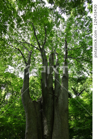 Fresh green forest Fresh green forest 126438430