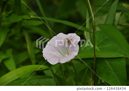 牽牛花和蜘蛛 牽牛花和蜘蛛 126438434
