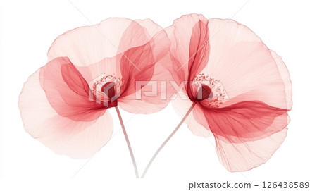 Two exquisite poppy flowers, one red and one pink, gracefully dance together in soft sunlight, showcasing their delicate petals 126438589