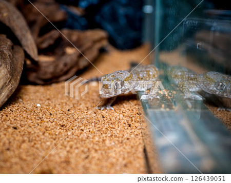 優雅弓壁虎的特寫 126439051