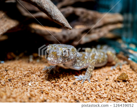 優雅弓壁虎的特寫 126439052