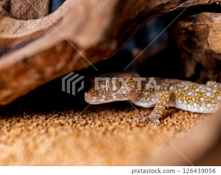 優雅弓壁虎的特寫 優雅弓壁虎的特寫 126439056