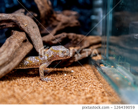 優雅弓壁虎的特寫 126439059