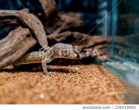 Close-up of the elegant bow-toed gecko 126439060