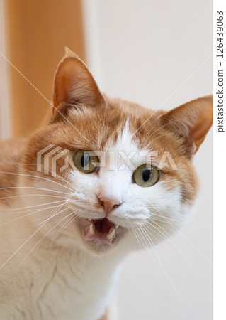 A cat that meows and appeals, brown tabby white A cat that meows and appeals, brown tabby white 126439063