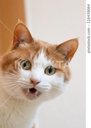 A cat that meows and appeals, brown tabby white A cat that meows and appeals, brown tabby white 126439064