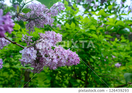 丁香花（中島公園）_6434 126439293