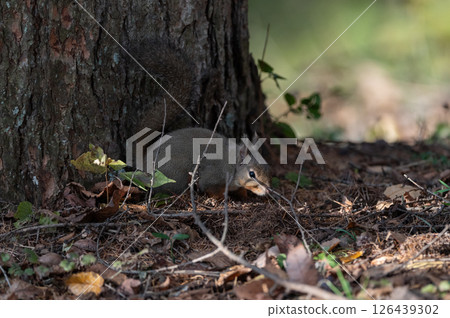 Cute Japanese squirrel Cute Japanese squirrel 126439302