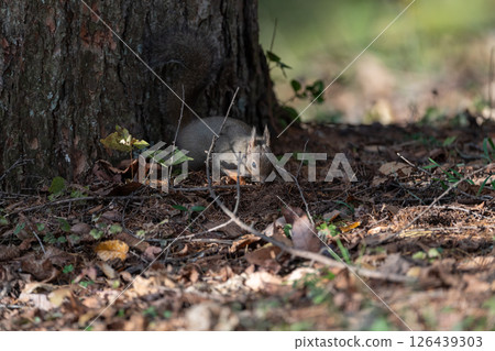 Cute Japanese squirrel 126439303