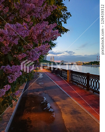 Blooming lilacs on the embankment of the Moscow River on a spring evening. Blooming lilacs on the embankment of the Moscow River on a spring evening. 126439312