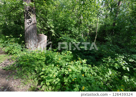 Lush Forest Scene with Trees and Green Foliage Lush Forest Scene with Trees and Green Foliage 126439324