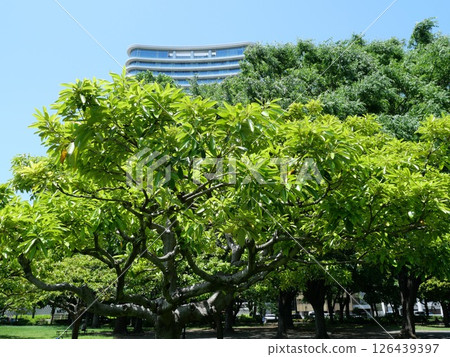 青山公園的新鮮綠意 126439397