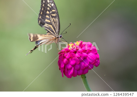 Swallowtail butterfly that sticks to the flower Swallowtail butterfly that sticks to the flower 126439547
