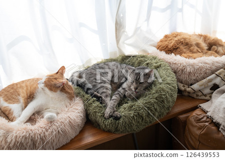 Three cats relaxing by the window 126439553