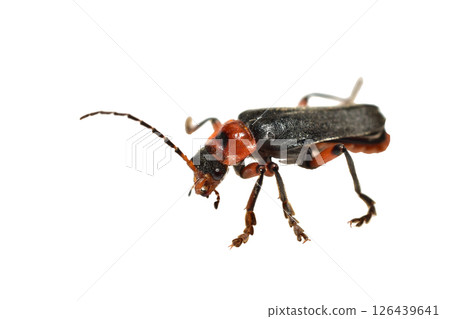 Soft-bodied beetle close-up, side view. 126439641