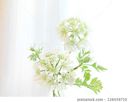 White oleander with delicate petals and leaves White oleander with delicate petals and leaves 126439710