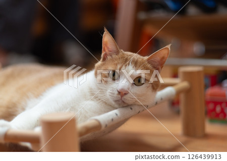 Cat lying down and relaxing Brown tabby and white Cat lying down and relaxing Brown tabby and white 126439913