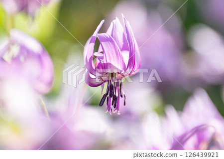 盛開的花朵 盛開的花朵 126439921
