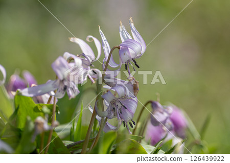 Flower in full bloom 126439922