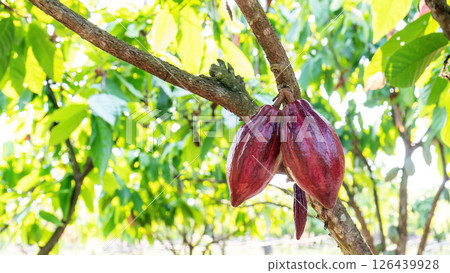 Cacao tree plant in a garden. 126439928