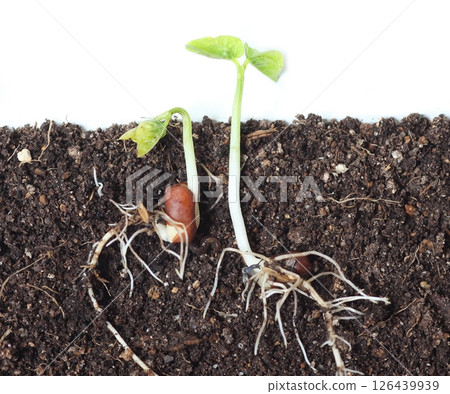 Adzuki beans sprouting from the soil Adzuki beans sprouting from the soil 126439939
