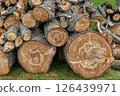 Pile of cut firewood logs and chopped tree trunks, seasoning heating fuel. High quality photo 126439971