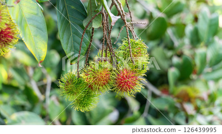 Red rambutan fruit hanging on a rambutan tree. Red rambutan fruit hanging on a rambutan tree. 126439995