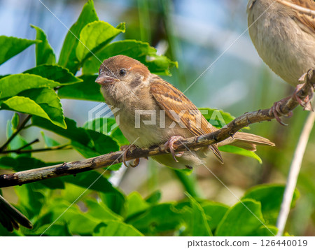 Sparrow that fits in branches 126440019