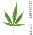 Green cannabis leaves on a white background. 126440032