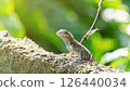 Close-up of a lizard in a garden. 126440034