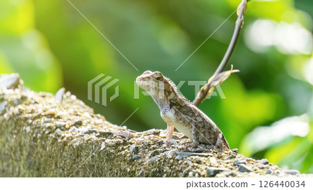 Close-up of a lizard in a garden. Close-up of a lizard in a garden. 126440034