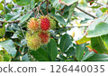 Red rambutan fruit hanging on a rambutan tree. 126440035