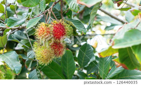 Red rambutan fruit hanging on a rambutan tree. 126440035