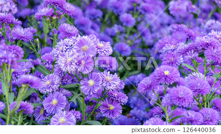 Purple Margaret flower plant in a garden. Purple Margaret flower plant in a garden. 126440036