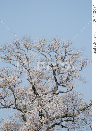 櫻花 126440054