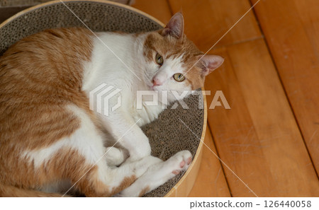 Cat lying down and relaxing Brown tabby and white 126440058