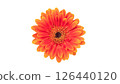 Orange gerbera on a white background. 126440120