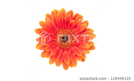 Orange gerbera on a white background. Orange gerbera on a white background. 126440120