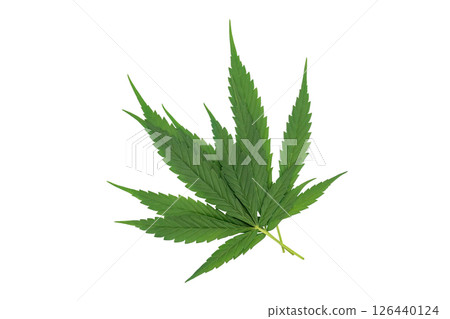 Green cannabis leaves on a white background. Green cannabis leaves on a white background. 126440124