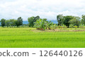 Green rice field in rural Thailand. 126440126