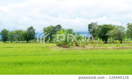 Green rice field in rural Thailand. Green rice field in rural Thailand. 126440126