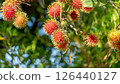 Red rambutan fruit hanging on a rambutan tree. 126440127